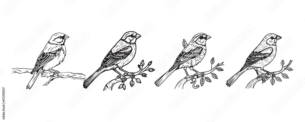 sparrow with tree vector
