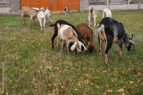 goats on the meadow