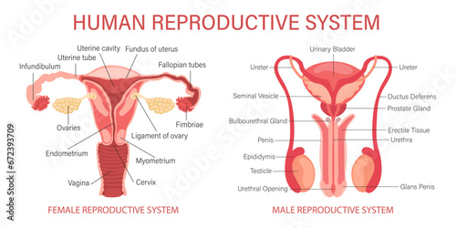 The human reproductive system. Anatomy of the internal organs of a woman and a man. Infographic banner, diagrams, vector photo