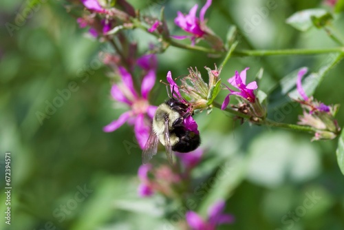 Bumblebee perched on a delicate purple flower stem, its wings spread as if in flight © Wirestock