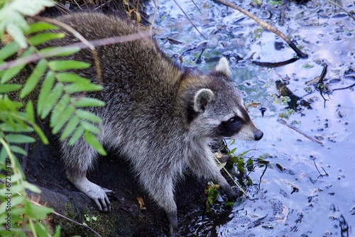 a raccon walking in a pond of water with his mouth open photo