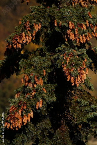 Fir branches loaded with cones