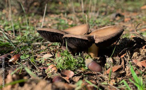 Primer plano de Agaricus campestris en estado maduro y quemado por el aire y el sol