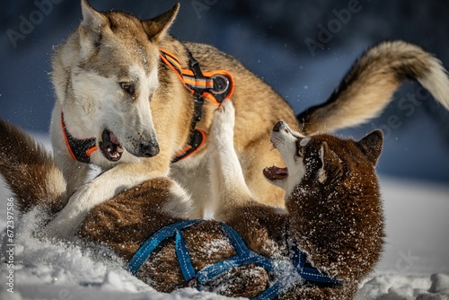 Canvas Print Husky dogs fighting and playing in the snow