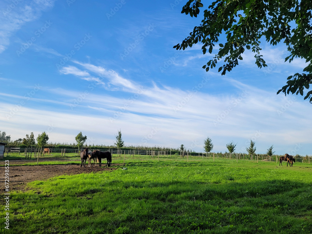 Hodowla koni w Belgii, krajobraz naturalny. - obrazy, fototapety, plakaty 