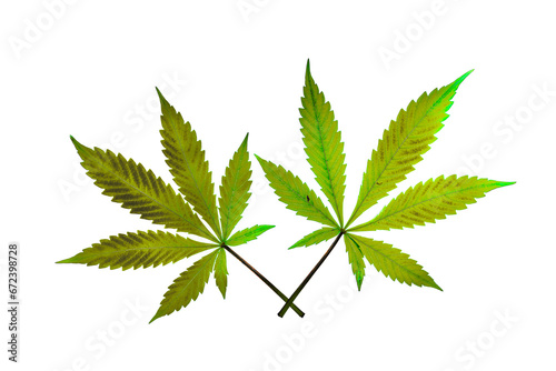 Leafs of French cookies variety of marijuana with white background