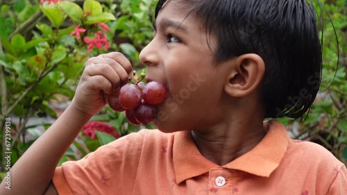 A boy is eating red grapes with her mouth full in the garden. Asian little boy eating fresh red grapes fruit. Concept of children eating healthy fresh fruits. 4k video closeup views. photo