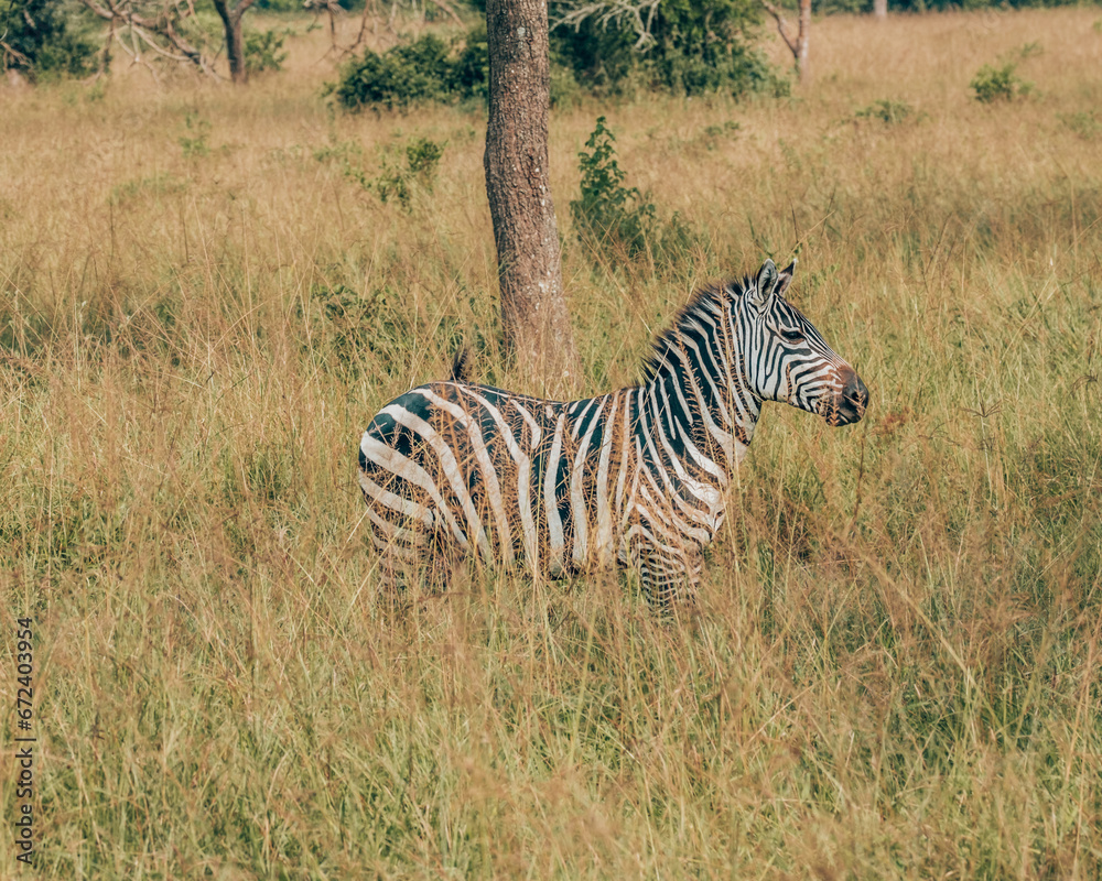 Obraz premium Plain Zebra in Mburo National Park in Uganda 