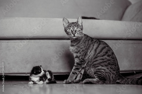 Greyscale of a mom tabby cat sitting beside its kitten