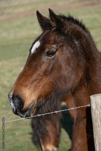 Horse behind a barbed wire fence  its nose reaching out tentatively to explore its environment