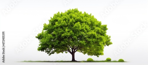 A solitary tree with green leaves placed on a background that is fully white