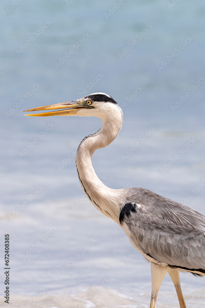 Fototapeta premium Seychelles - Beau Vallon - Grey Heron