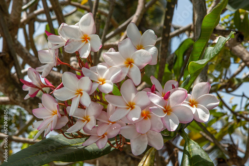 Seychelles - A Red Frangipani blossom photo