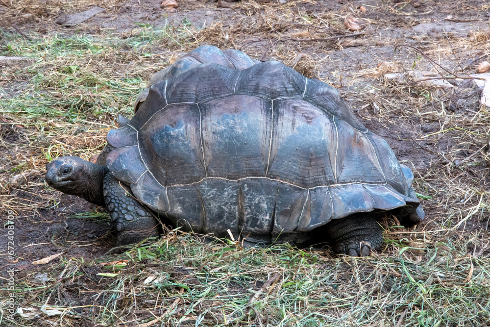Fototapeta premium Seychelles - Aldabra Giant Tortoise