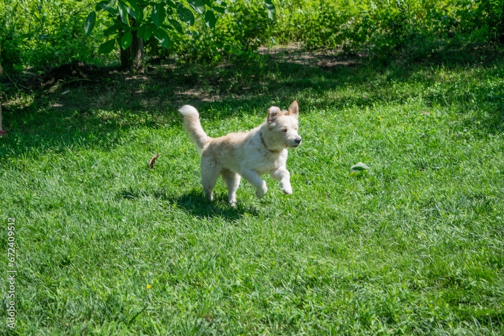 the dog is running around on the grass by himself of course the dog is running around on the grass by himself of course