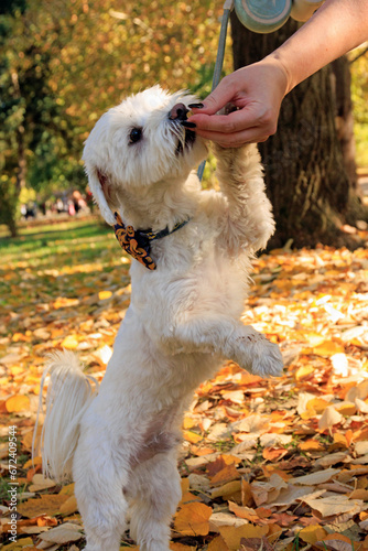 Autumn scene with white Maltese dog playful and posing into city park