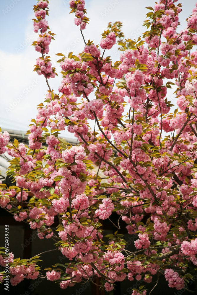 Kanzan cherry tree with double pink flowers Kanzan cherry tree with double pink flowers