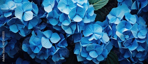 A hortensia of a blue color is located in the yard