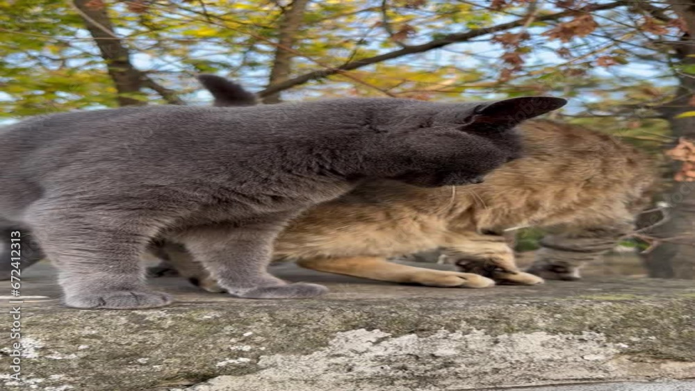 Two adult street cats are walking in the park Two adult street cats are walking in the park