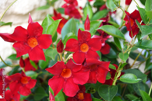 Small red flowers of Diplademia Sanderi