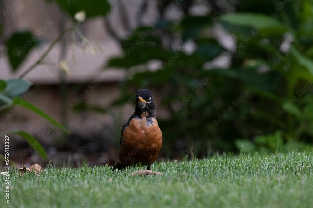 Small brown and black American robin perched on a lush green grassy meadow Small brown and black American robin perched on a lush green grassy meadow