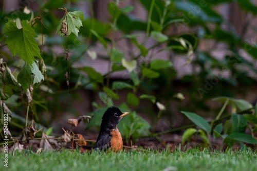 Small brown and black American robin perched on a lush green grassy meadow © Wirestock