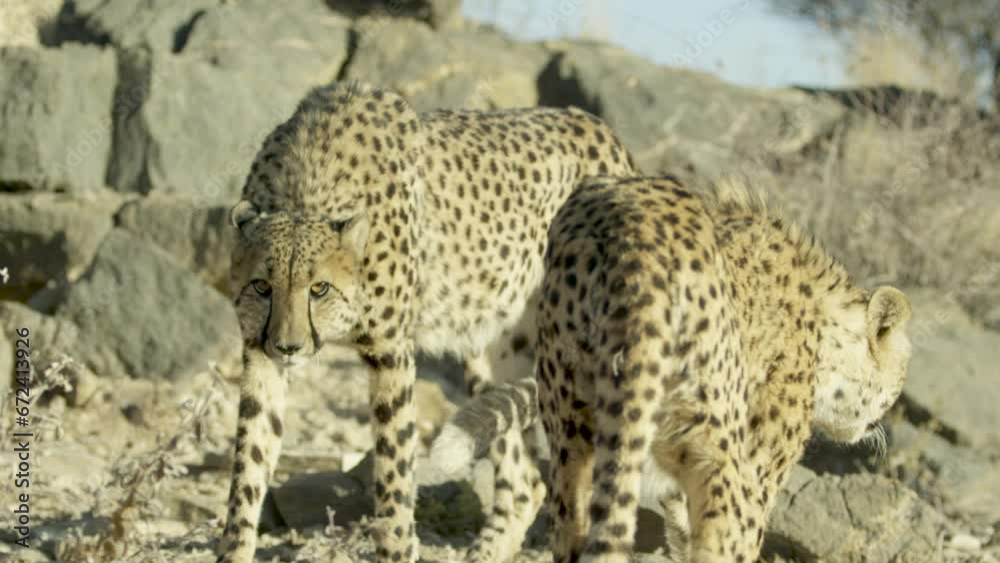 Beautiful African Cheetahs in Namibia landscape. Beautiful African Cheetahs in Namibia landscape.