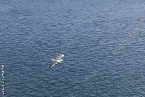 Seagull is soaring gracefully above the tranquil blue waters of an ocean