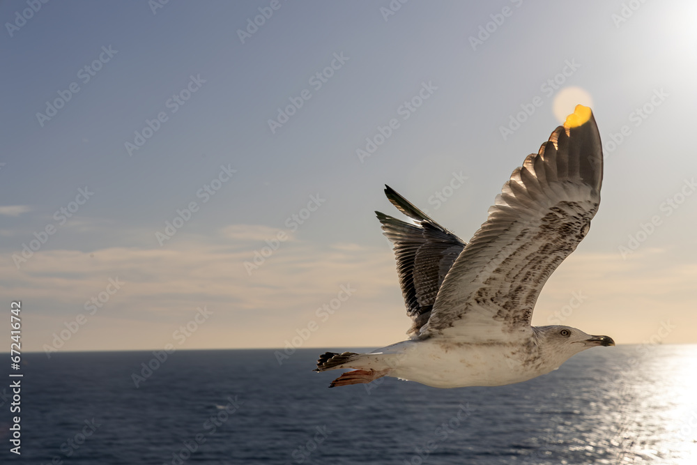 Seagull is soaring gracefully above the tranquil blue waters of an ocean Seagull is soaring gracefully above the tranquil blue waters of an ocean