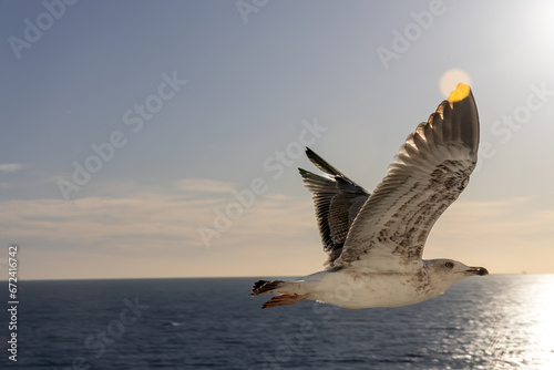 Seagull is soaring gracefully above the tranquil blue waters of an ocean © Alexandr