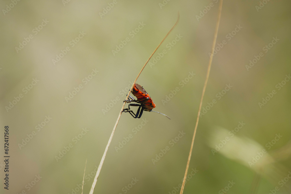 Fototapeta premium ladybird on a leaf