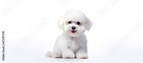 Bichon breed dog isolated on white background