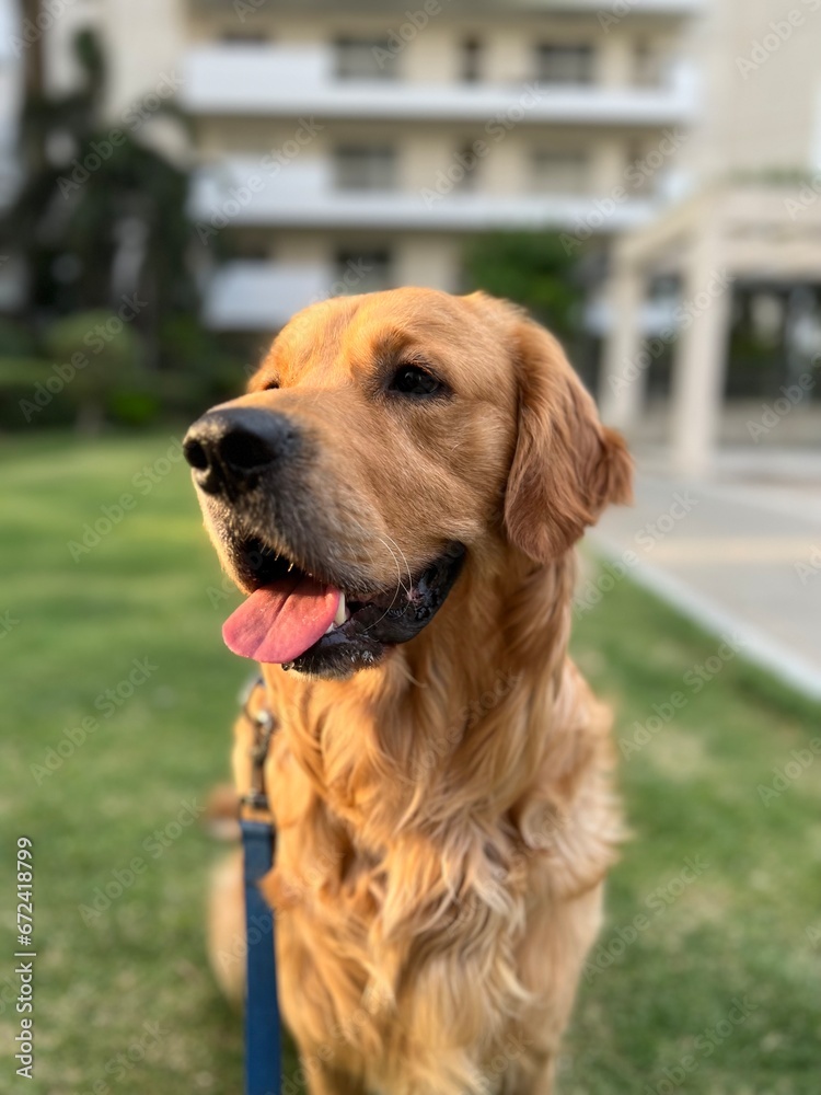 Fototapeta premium golden retriever portrait