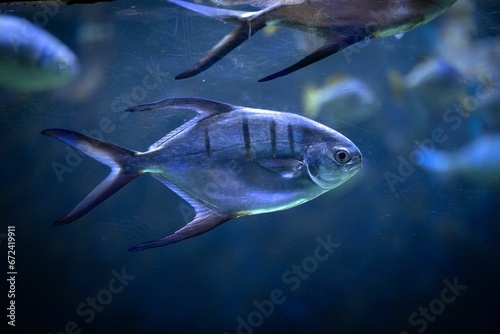 Closeup shot of a trachinot fish swimming among a school in an aquarium