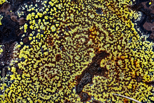 Icelandic lichen