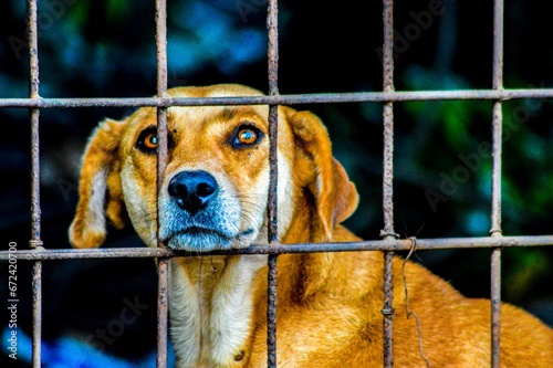 Ginger dog looking intently through the bars of a metal fence.