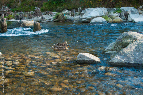 Ducks swim along the river amidst the rocks, landscape.