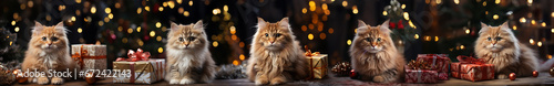 five cats with beautiful gift boxes on a Christmas background.Christmas and New Year concept.banner. 