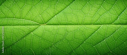 Abstract background featuring the textural appearance of leaves