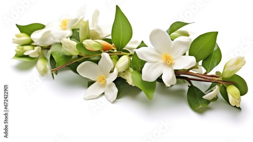 colorful branch jasmine flowers on white background © akhmad