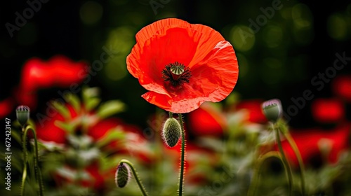  a close up of a red flower in a field of green and red flowers with a blurry background of red poppies.  generative ai