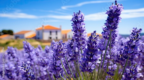  a field of lavender flowers in front of a house with a blue sky and a white building in the background. generative ai