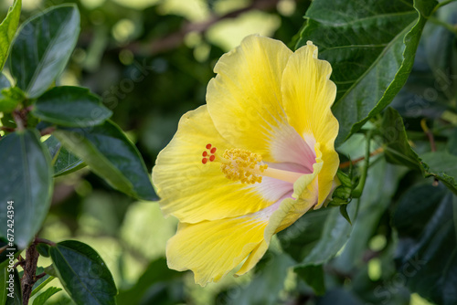 Fototapeta Naklejka Na Ścianę i Meble -  A vibrant yellow hibiscus flower blooms against a lush green bush in a garden