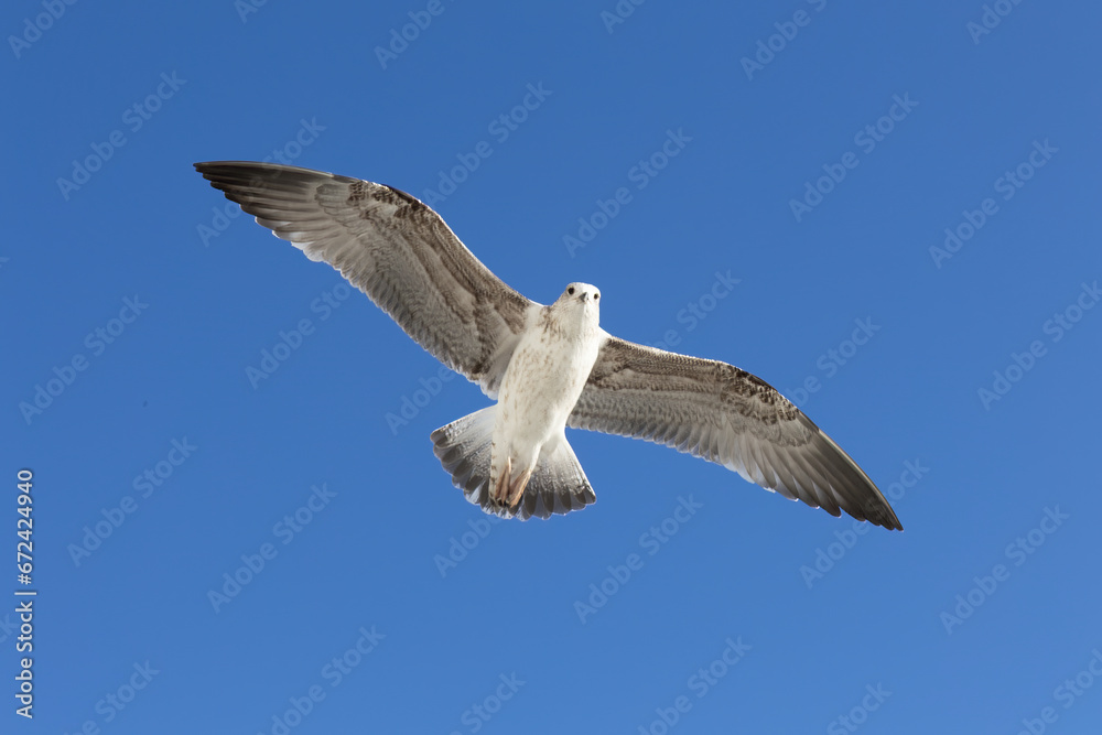 Obraz premium Seagull soaring through a bright blue sky on a sunny day