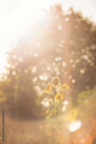 beautiful sunflowers in the garden at a sunny summer day. The gorgeous yellow sunflower in the flower garden are blooming in the evening sun light. yellow decorative sunflower with lens flare effect.