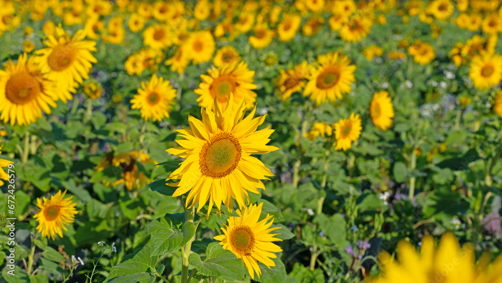 Blühende Sonnenblumen, Helianthus annuus Blühende Sonnenblumen, Helianthus annuus