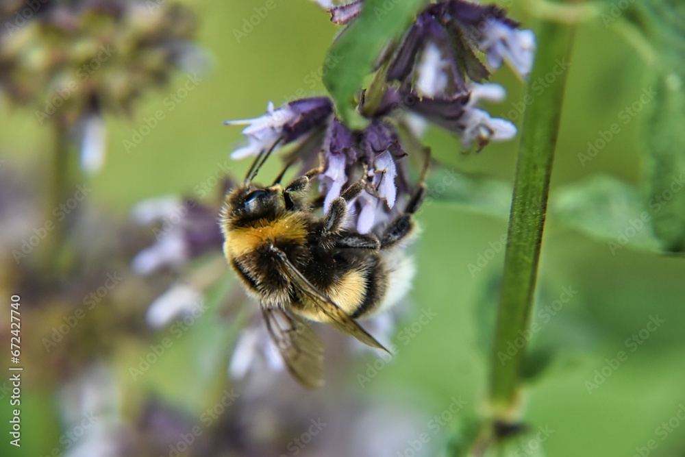 bumblebee on a purple flower in the field bumblebee on a purple flower in the field