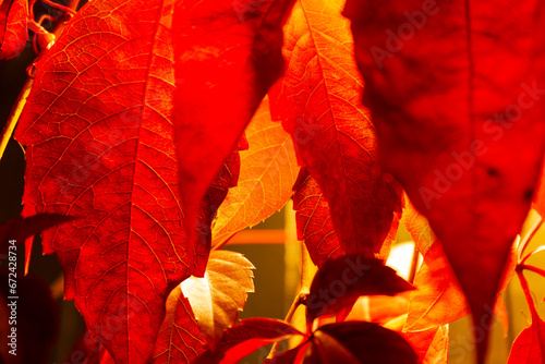 Beautiful red plant Dog Wine  Red Virginia Creeper Wine  Parthenocissus quinquefolia
