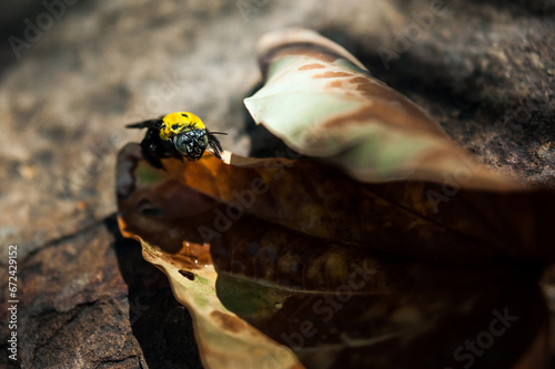 Bee on a leaf in the rainforest of Thailand. Selective focus.