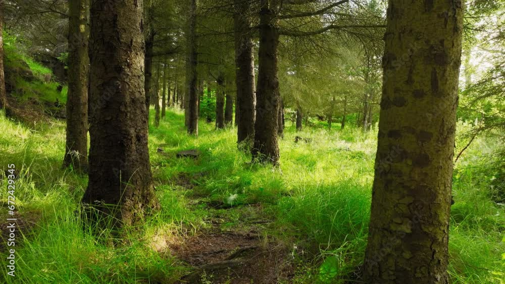 Magical Summer Morning In The Forest, Magnificent Green Pine Trees At Sunny Weather Magical Summer Morning In The Forest, Magnificent Green Pine Trees At Sunny Weather